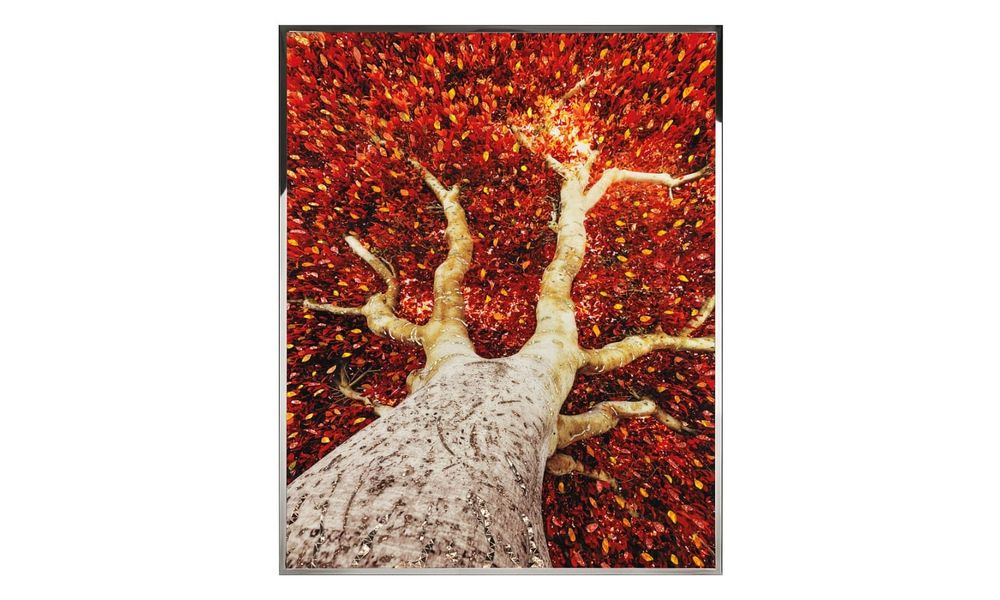 Картина Visionnaire Albero