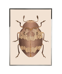 Картина Visionnaire Beetle D