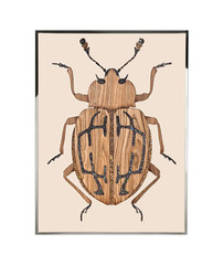 Картина Visionnaire Beetle E
