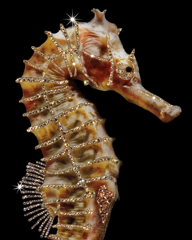 Картина Visionnaire Hippocampus в интерьере