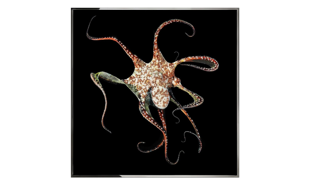 Картина Visionnaire Piovra
