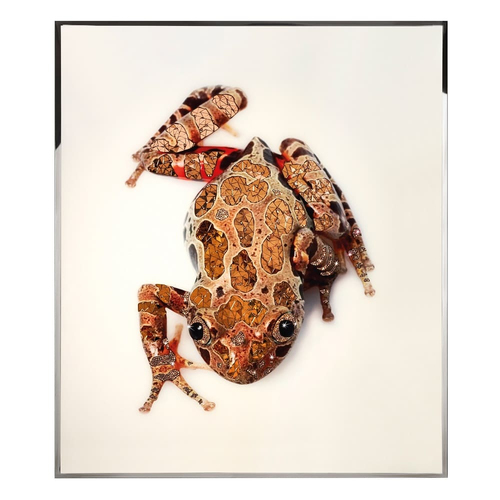 Картина Visionnaire Rana