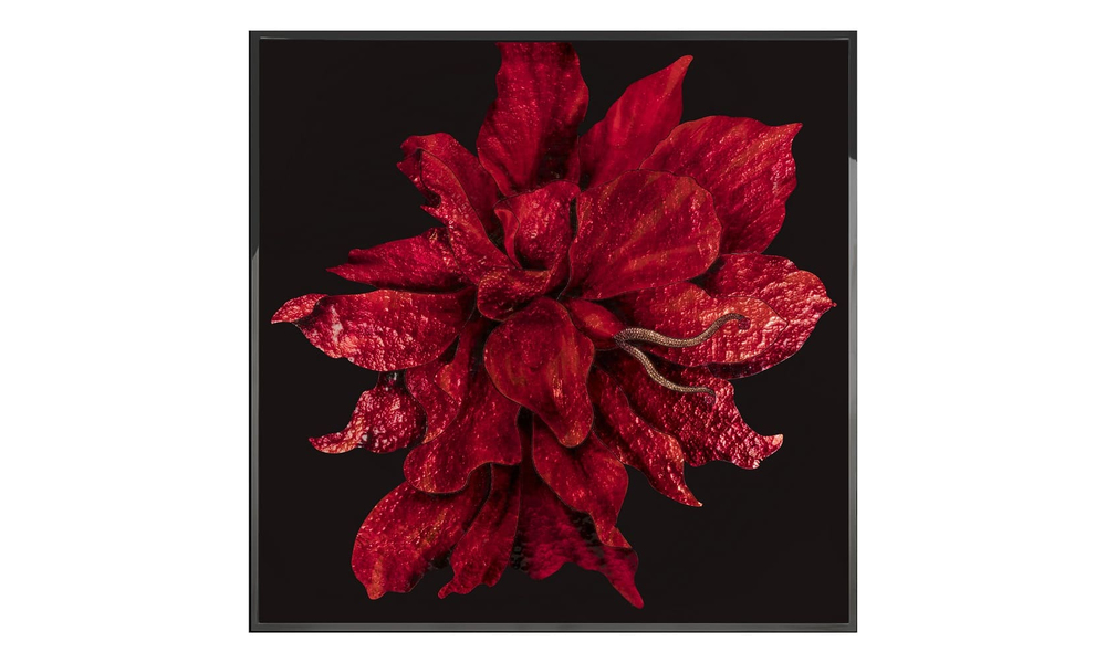 Картина Visionnaire Red Flower